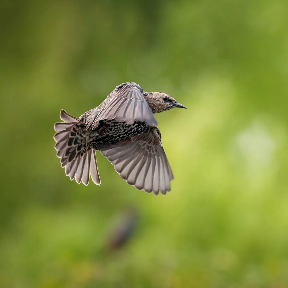 Sony Alpha 7R V Cuerpo